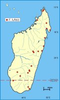 Distribution_of_Ficus_lutea_in_Madagascar