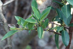 Ficus_salicifolia
