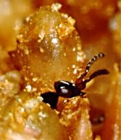 Ceratosolen_capensis_emerging_from_gall