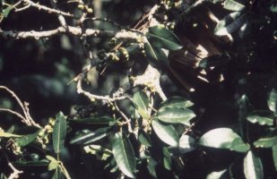 Ficus_chirindensis