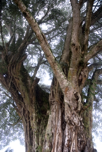 Ficus craterostoma  Simon van Noort