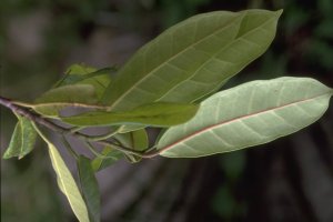 Ficus_cyathistipuloides
