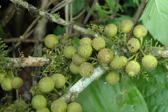 Ficus_ottoniifolia_lucanda_0288_Uganda_Kibale_Forest
