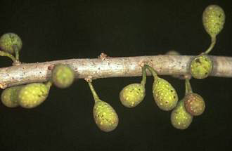 Ficus_ottoniifolia_ottoniifolia