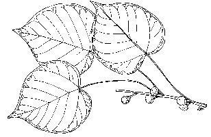 Ficus_populifolia