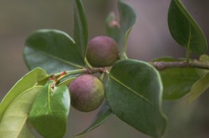 Ficus_scott-elliotii