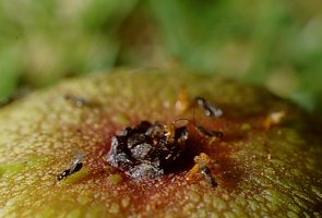 Fig_wasps_emerging_from_Ficus_sur