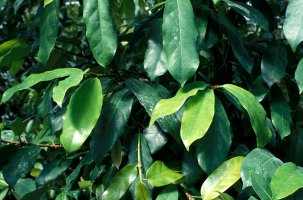 Ficus tesselata