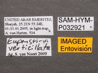 Eupristina_verticillata_SAM-HYM-P032921_labels
