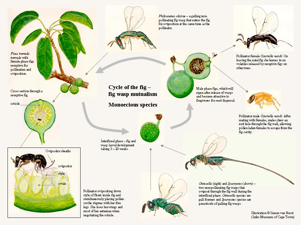The story of the fig and its wasp – Ecotone