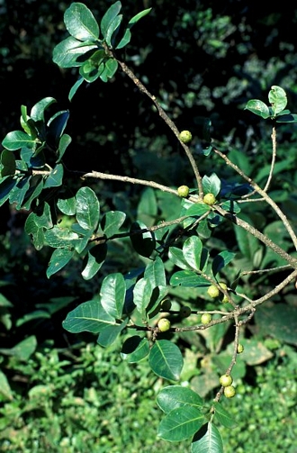 Ficus_natalensis_natalenis