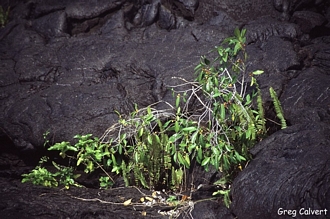 FicusProlixa(PacificBanyan)@Savai'iIsland_Samoa_GregCalvert