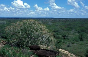 Ficus ingens