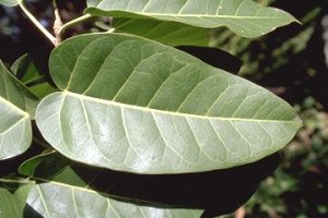 Ficus_ingens