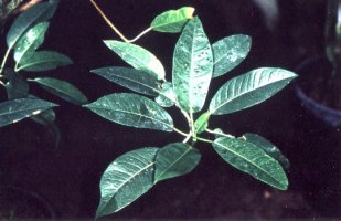 Ficus_salicifolia