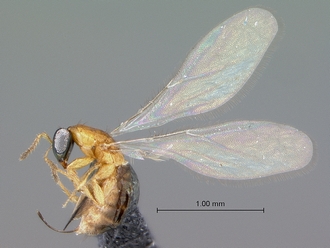 Diaziella_macroptera