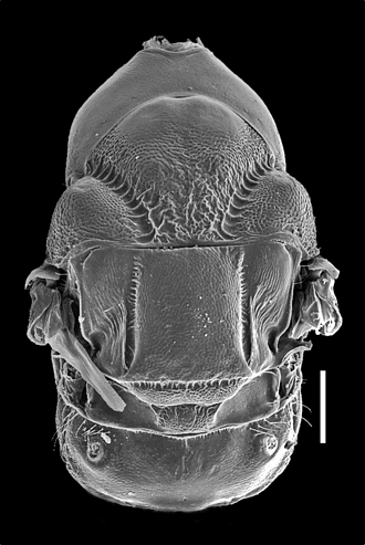 Anidarnes_rugosus_mesosoma_SEM