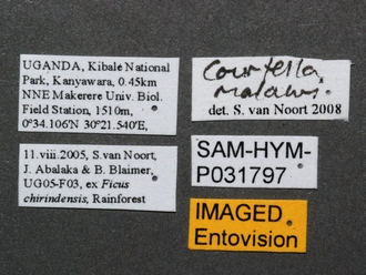 Courtella_malawi_UG05-F03_female_SAM-HYM-P031797_labels