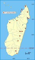 Ficus botryoides Distribution