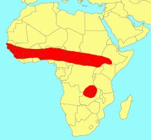 Ficus dicranostyla Distribution