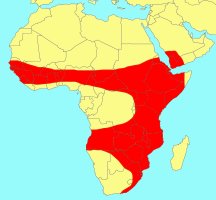 Distribution_of_Ficus_ingens