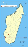 Distribution_of_Ficus_madagascariensis