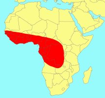 Distribution_of_Ficus_natalensis_leprierii