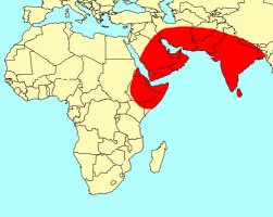 Distribution_of_Ficus_palmata