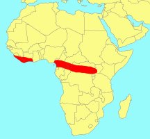 Distribution_of_Ficus_pseudomangifera