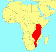 Distribution_of_Ficus_stuhlmannii