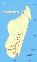 Distribution_of_Ficus_trichoclada