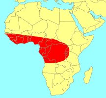 Ficus variifolia Distribution