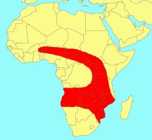 Distribution_of_Ficus_verruculosa