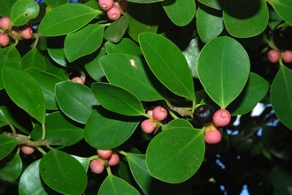 Ficus_microcarpa_DSC_0164