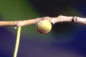 Ficus_madagascariensis