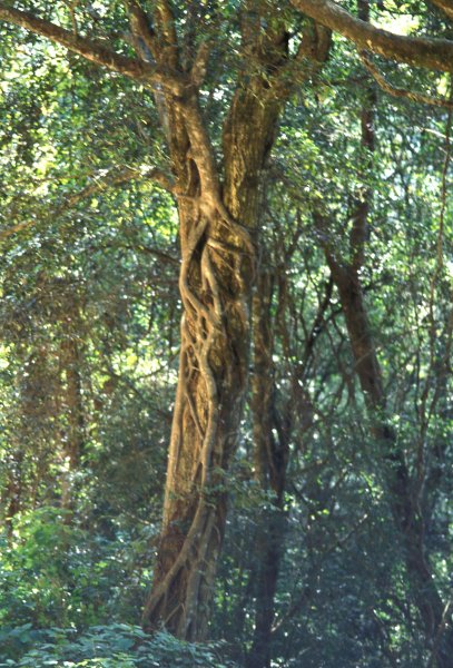 Ficus_craterostoma