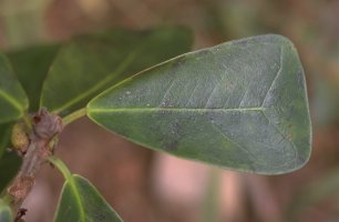 Ficus_craterostoma