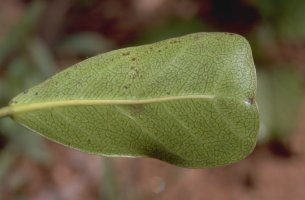 Ficus_craterostoma