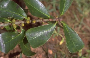 Ficus_craterostoma