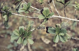 Ficus_craterostoma