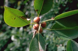 Ficus_elasticoides