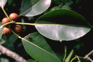 Ficus_elasticoides