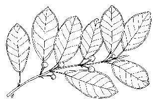 Ficus_faulkneriana