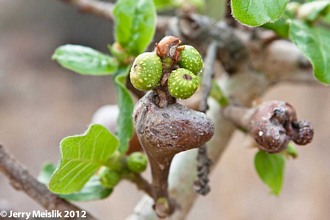 Ficus_glumosa_Jerry_Meislik