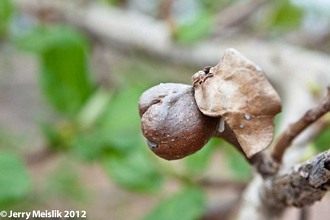 Ficus_glumosa_Jerry_Meislik