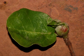 Ficus glumosa Simon van Noort