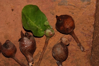 Ficus glumosa Simon van Noort