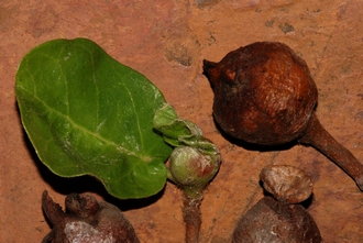 Ficus glumosa Simon van Noort