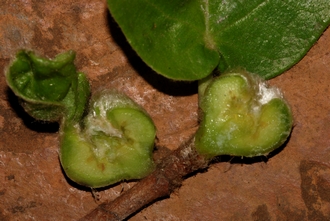 Ficus glumosa Simon van Noort