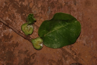 Ficus glumosa Simon van Noort